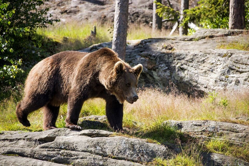 бурый медведь - символ Байкало-Ленского заповедника